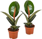 Rubberboom | Ficus 'Robusta' per 2 stuks - Kamerplant in kwekerspot ⌀12 cm - ↕35 cm