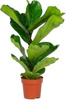 Ficus Lyrata 'Bambino' | Vioolbladplant per stuk - Kamerplant in kwekerspot ⌀17 cm - ↕65 cm