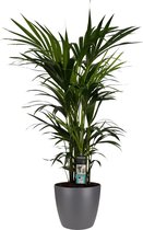 Hellogreen Kamerplant - Kentia Palm - 120 cm - Elho Brussels antraciet