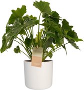 Hellogreen Kamerplant - Philodendron Shangri La - 35 cm - Elho B.For Soft wit