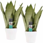 Hellogreen Kamerplant - Set van 2 - Sanseveria Moonshine - 30 cm - Anne Keramiek wit