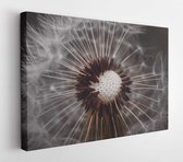 Dandelion flower plant in the garden in summer, dandelion in the nature  - Modern Art Canvas - Horizontal - 1396262435 - 40*30 Horizontal