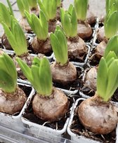 Hyacinten 'White Pearl' - 1 volle veilingtray à 20 stuks - kwekerspotje (Ø7cm) - voorjaarsbollen - prachtig in bloei binnen 2 à 3 weken na ontvangst