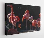 Group of american flamingoes with tags on their legs at a zoo in California - Modern Art Canvas - Horizontal - 270545900 - 40*30 Horizontal