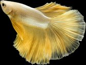 Close up Siamese fighting fish betta splendens (Halfmoon gold dragon betta ) isolated on black background. long fins and tail. action fish splendens with clipping path.  - Modern A