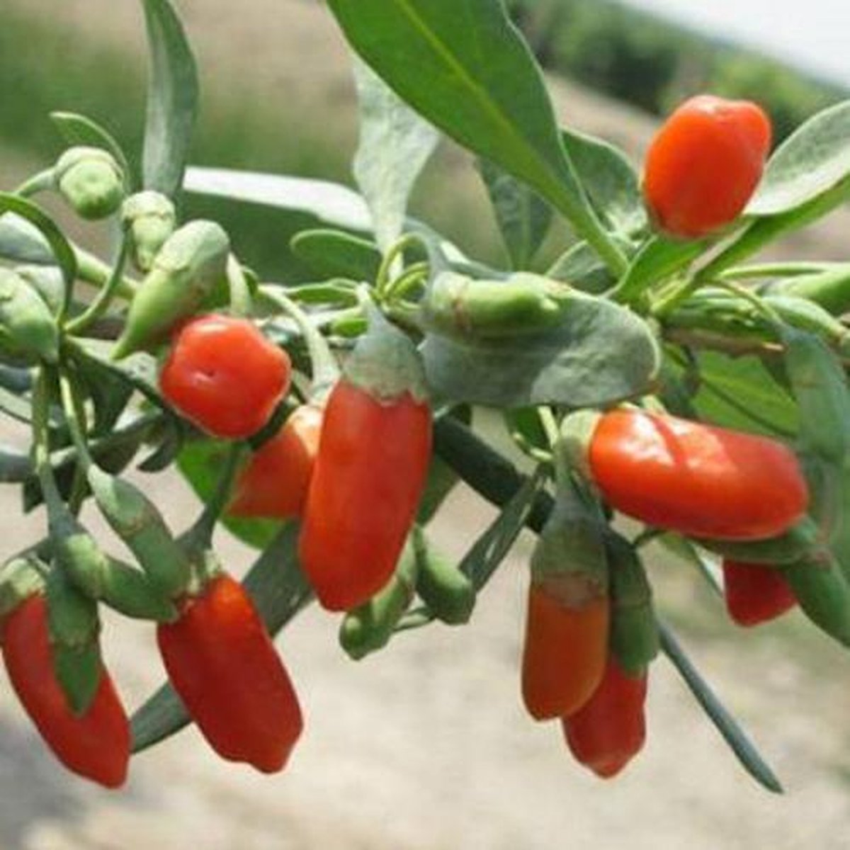 Tomaten zaden - Pottomaat Tiny Tim
