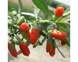 Tomaten zaden - Pottomaat Tiny Tim