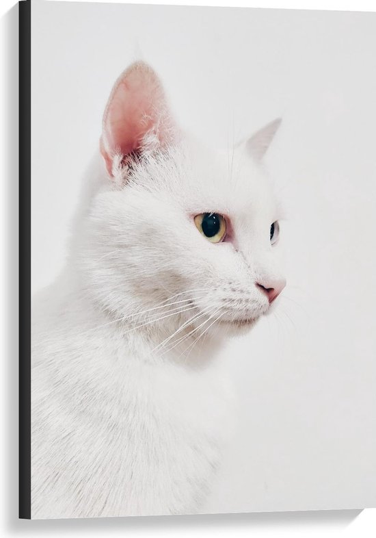 Toile Chat Witte Devant Fond Witte 60x90cm Photo Sur Toile Peinture Decoration Bol Com Toile Chat Witte Devant Fond Witte 60x90cm Photo Sur Toile Peinture Decoration Bol Com