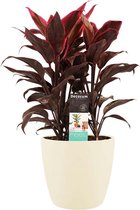 Kamerplant van Botanicly – Cordyline Fruticosa Mambo incl. crème kleurig sierpot als set – Hoogte: 50 cm