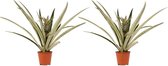 Kamerplanten van Botanicly – 2 × Ananas champaca – Hoogte: 55 cm