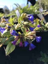 6 x Pulmonaria 'Blue Ensign' - Longkruid - P9 Pot (9 x 9cm) - Dima Vaste Planten