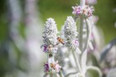 6x Stachys byzantina Lev. P9 - Andoorn, Ezelsoor