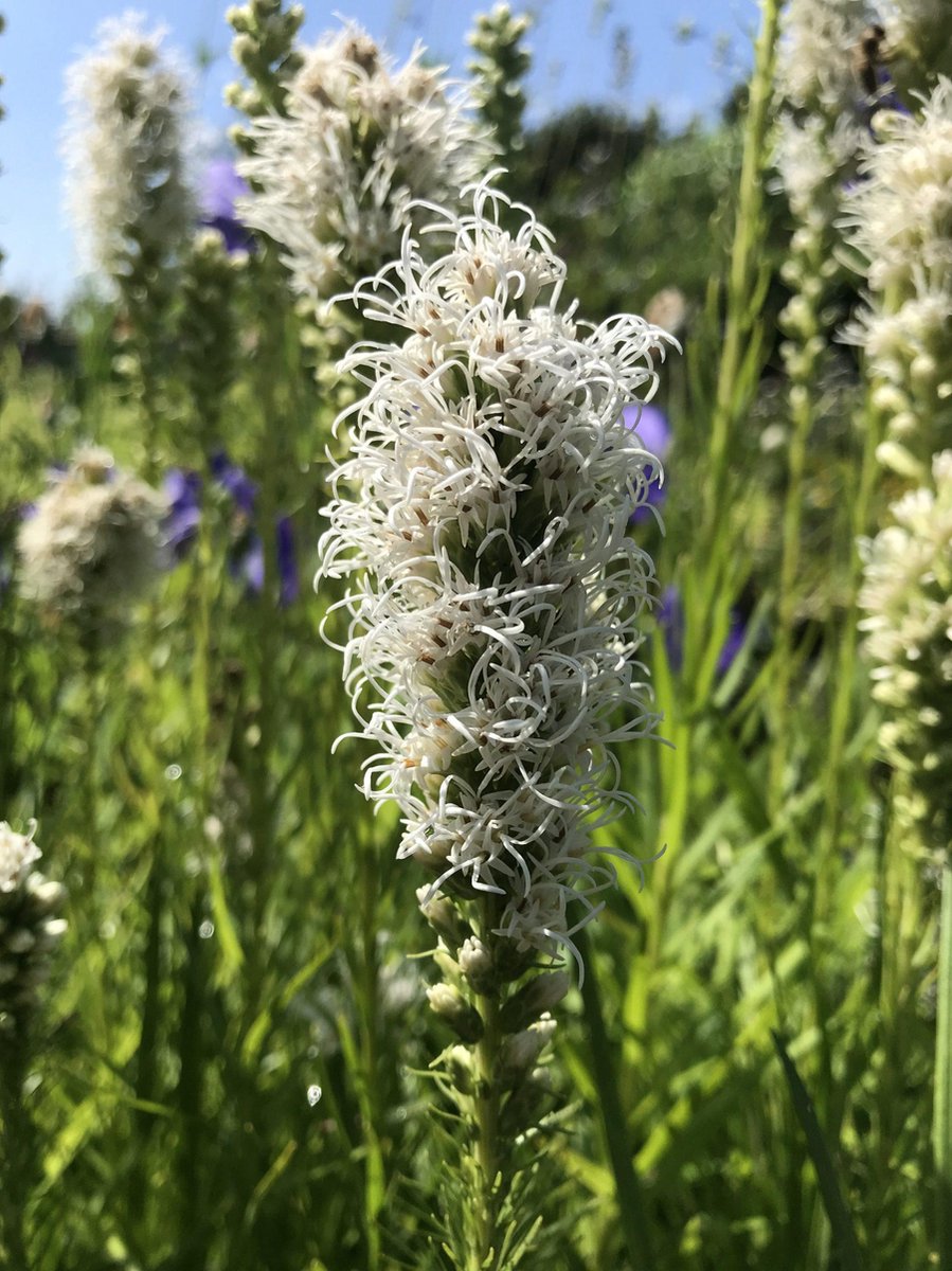6 x Liatris spicata 'Alba' - Lampenpoetser - P9 Pot (9 x 9cm) - Dima Vaste Planten