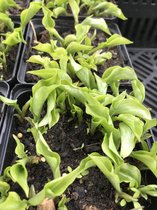 6 x Hosta 'Nakaiana' (Mini) - Hartlelie - P9 Pot (9 x 9cm) - Dima Vaste Planten