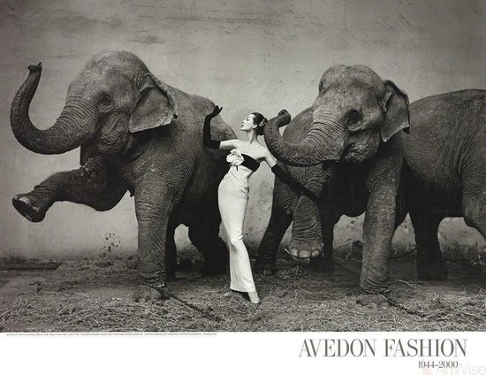 Avedon affiche de la mode des éléphants de mode photographie 60 x 76 cm.