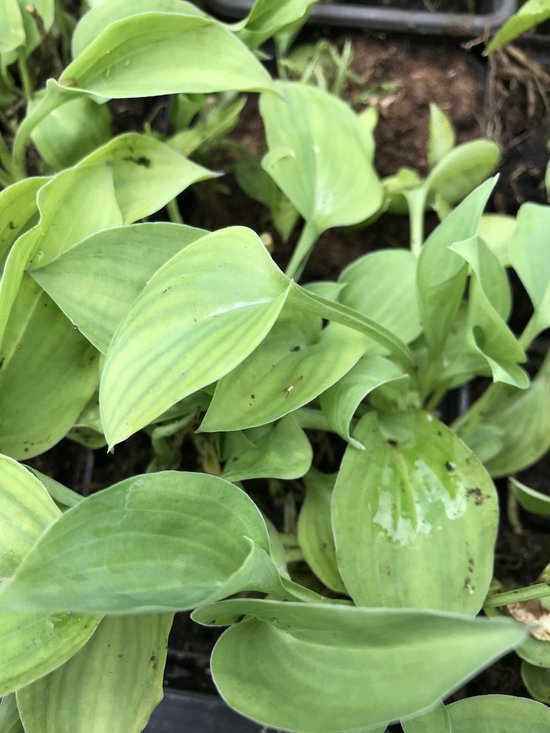 9x originele Vaderdag plant cadeaus 14 6 x Hosta 'Drummer Boy'