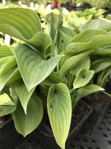 6 x Hosta 'Blue Edger' (Klein) - Hartlelie - P9 Pot (9 x 9cm) - Dima Vaste Planten