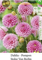 3 knollen POMPOM DAHLIA STOLZE VON BERLIN