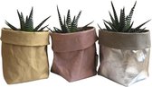 de Zaktus - Haworthia Big Band - vetplant -  paper bag beige - roze- zilver grijs - maat M - 3 stuks