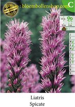 21 bollen LIATRIS SPICATA