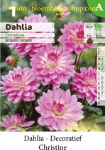 3 knollen DECORATIEF DAHLIA CHRISTINE