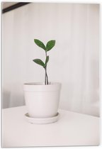 Acrylglas - Wit plantenpotje met Groen Blad - 40x60cm Foto op Acrylglas (Wanddecoratie op Acrylglas)