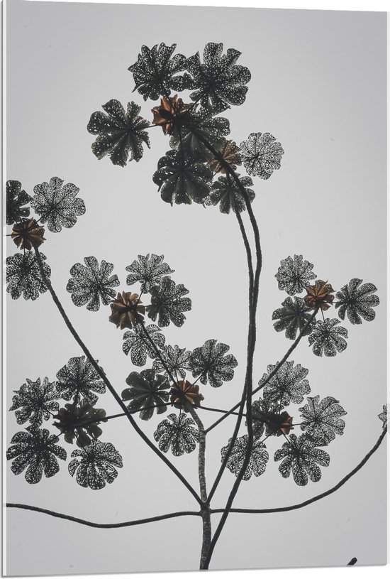 Acrylglas - Gedroogde Tak met Bloemen - 60x90cm Foto op Acrylglas (Wanddecoratie op Acrylglas)