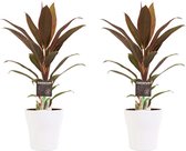 Duo 2x Cordyline Rumba met Anna white