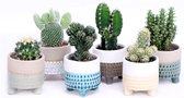 Cactus mix Ø5,5cm in Acapulco sierpot - 3 stuks