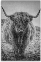 Made on Friday - Poster Highland Cow  40 x 50 cm -  ( 250 gr./m2)
