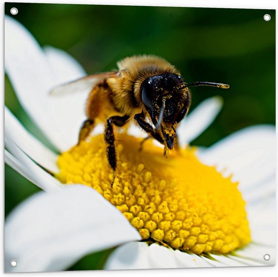 Tuinposter – Bij op Wit Madeliefje - 80x80cm Foto op Tuinposter  (wanddecoratie voor buiten en binnen)