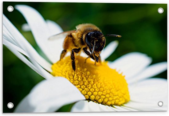Tuinposter – Bij op Wit Madeliefje - 60x40cm Foto op Tuinposter  (wanddecoratie voor buiten en binnen)