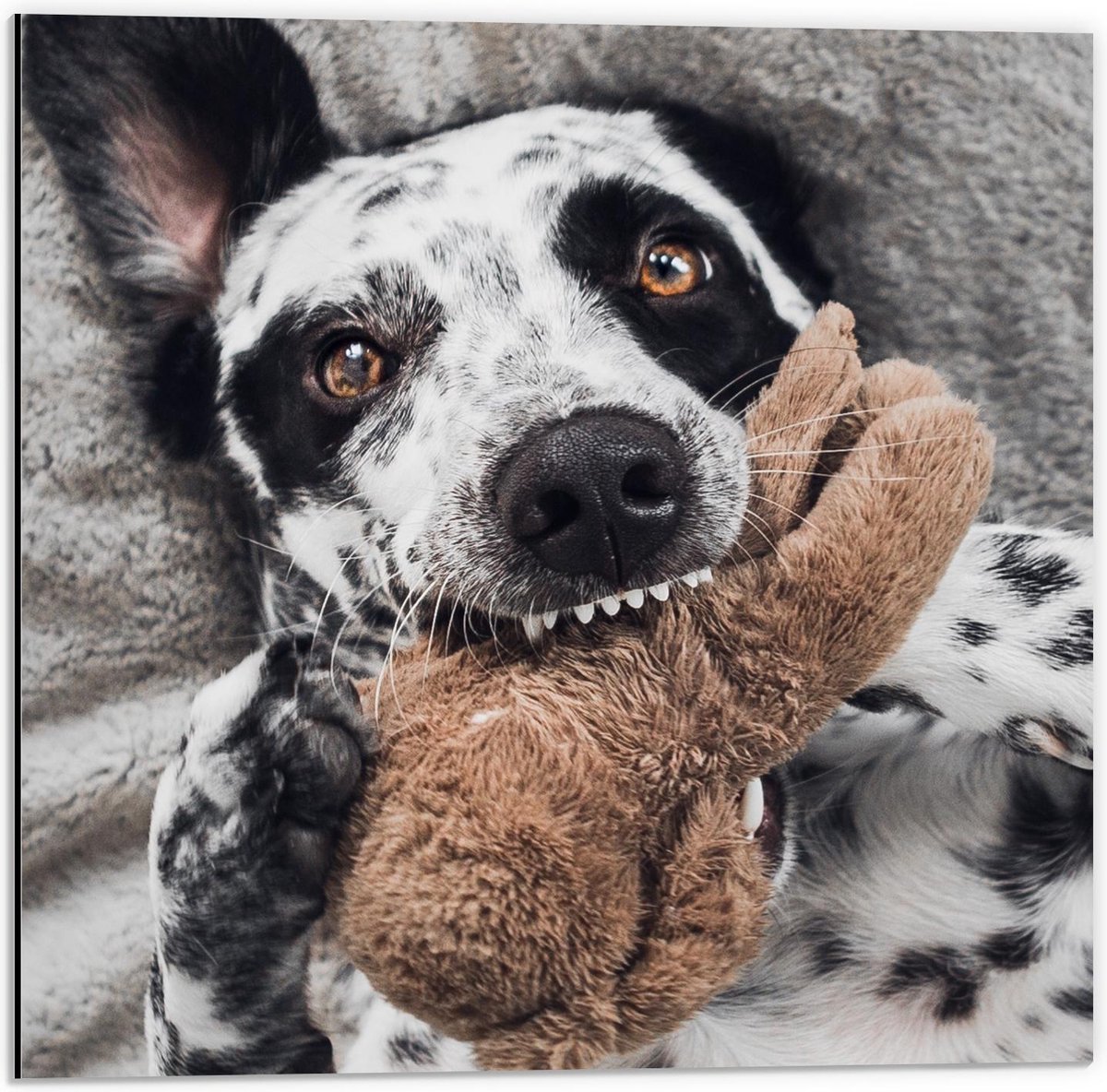 Dibond - Zwart./witte Hond met Bruine Knuffel - 50x50cm Foto op Aluminium (Met Ophangsysteem)