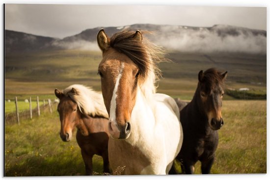 Dibond - Drie Paarden in het Wild - 60x40cm Foto op Aluminium (Wanddecoratie van metaal)