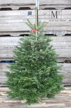 Echte Kerstboom - Nordmann - ACTIE - Premium Quality - 175-200cm
