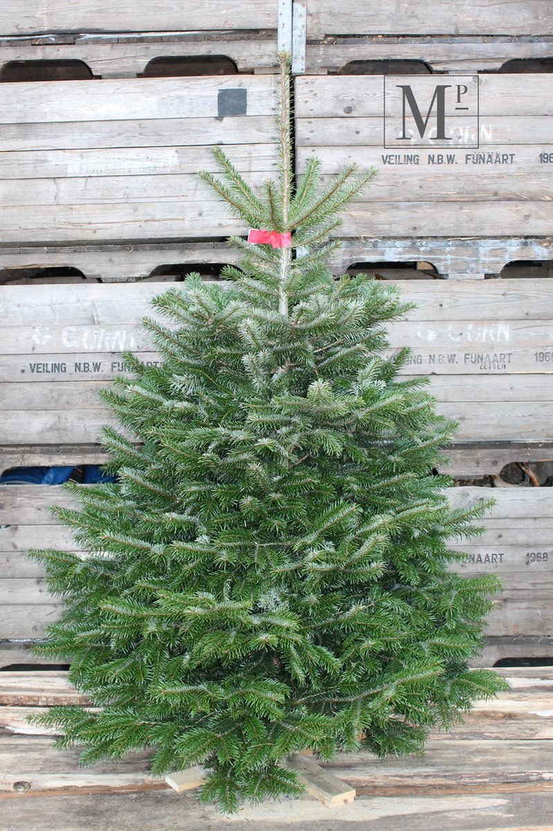 Echte Kerstboom - Nordmann - ACTIE - Premium Quality - 175-200cm | bol.com