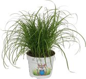 WL Plants - Cyperus Zumula - Kattengras - Diervriendelijke Planten - Kamerplanten - ± 25cm hoog - 12cm diameter - in Kweekpot