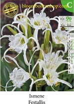 3 bollen ISMENE FESTALLIS