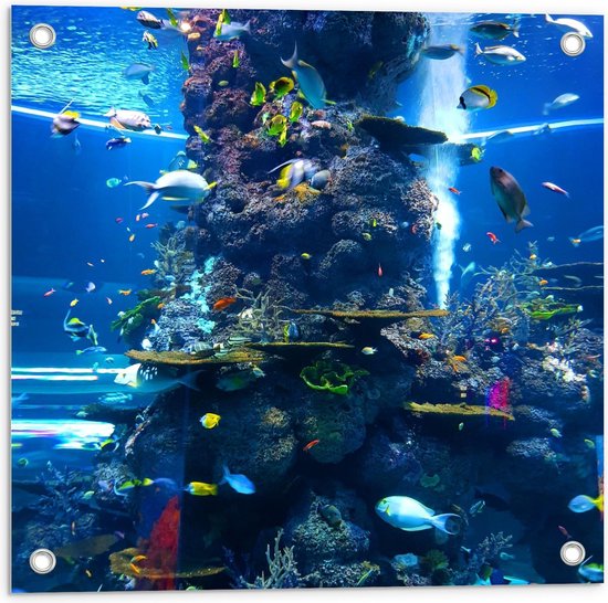 Tuinposter – Tropische Vissen in Aquarium  - 50x50cm Foto op Tuinposter  (wanddecoratie voor buiten en binnen)