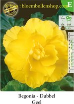 10 knollen DUBBELE BEGONIAS GEEL