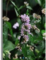 6 x Phlomis Tuberosa - Brandkruid pot 9x9cm