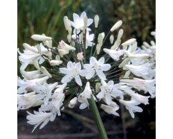 6 x Agapanthus Africanus 'Albidus' - Tuberoos/Afrikaanse lelie pot 9x9 cm