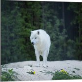 Dibond - Witte Wolf in Natuur - 80x80cm Foto op Aluminium (Met Ophangsysteem)