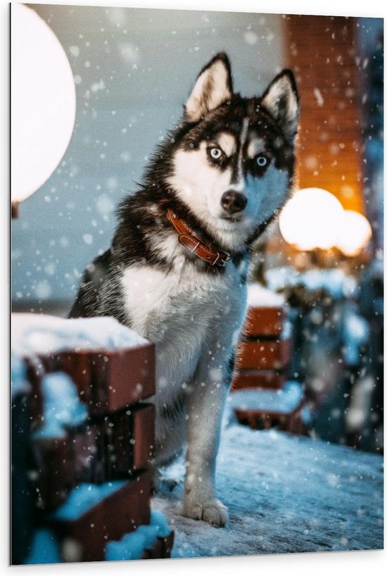 Dibond - Wit met Zwarte Hond in de Sneeuw - 80x120cm Foto op Aluminium (Met Ophangsysteem)