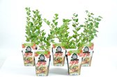 Mini Fruitplanten - set van 5 stuks Ribes uva-crispa Hinnonmaeki Röd (Rode Kruisbes) - hoogte 30-40 cm