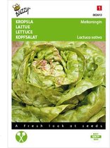 Buzzy Zaden - Kropsla Meikoningin -  Lactuca sativa