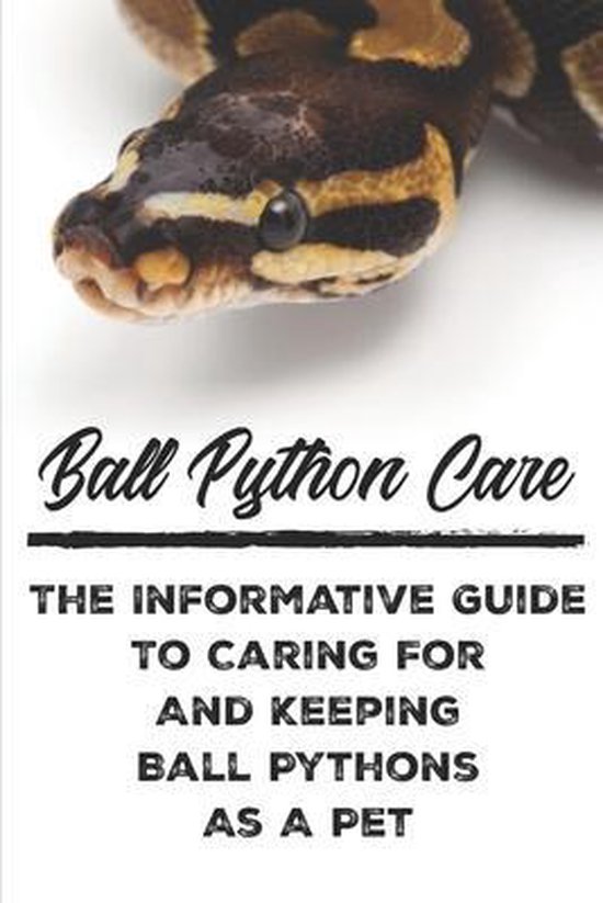 how-to-breed-ball-pythons-step-by-step-guide-reptile-advisor