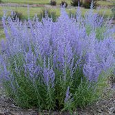 8 x Perovskia Blue Spire - Reuzenlavendel in C3 pot met hoogte 20-40cm