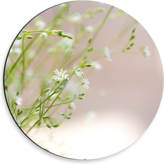 Dibond Wandcirkel - Groene Plantjes met Witte Bloemetjes - 30x30cm Foto op Aluminium Wandcirkel (met ophangsysteem)