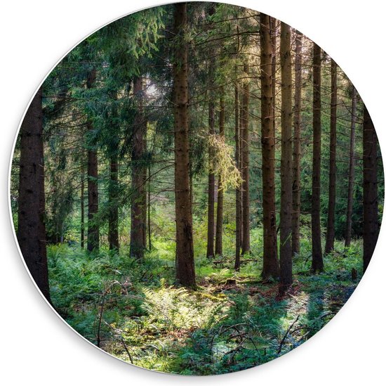 Forex Wandcirkel - Bomen in het Bos - 50x50cm Foto op Wandcirkel (met ophangsysteem)